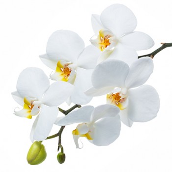 Стол обеденный Танго белый/Орхидея в Карасуке - karasuk.mebel54.com | фото